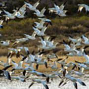 Snow Geese Flock In Flight Poster