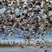 Snow Geese Lift Off Poster