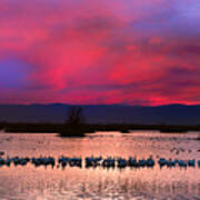 Snow Geese Sunset Poster