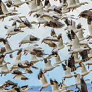 Snow Geese Take Off Poster