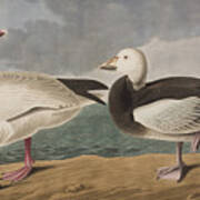 Snow Goose Poster