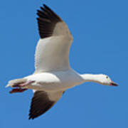 Snow Goose Wings Poster