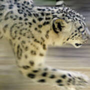 Snow Leopard On The Move Poster