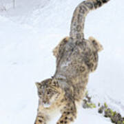 Snow Leopard Downhill Poster