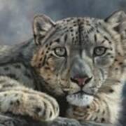 Snow Leopard Portrait Poster