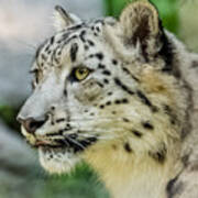 Snow Leopard Portrait Poster