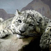 Snow Leopard Relaxing Digital Art Poster