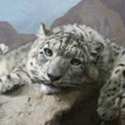 Snow Leopard Relaxing Poster