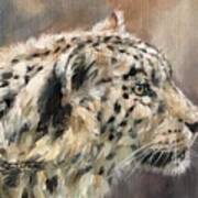 Snow Leopard Study Poster