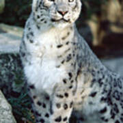 Snow Leopard Uncia Uncia Portrait Poster