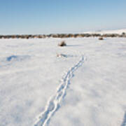 Snow Tracks Poster