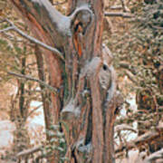 Snowy Dead Tree Poster