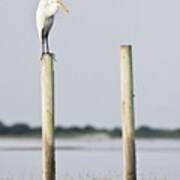 Snowy Egret On Pilings Poster