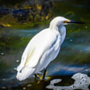 Snowy Egret Poster