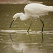 Snowy Egret Soft Reflection 5769-112717-2cr Poster