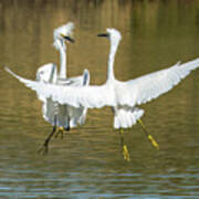 Snowy Egrets Fight 3638-112317-1cr Poster
