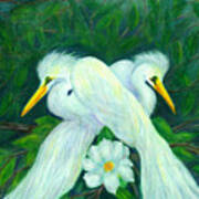 Snowy Egrets Poster
