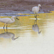 Snowy Egrets Reflection 7231-042518-1cr Poster