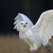 Snowy Owl Adult Circumpolar Species Poster