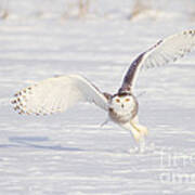 Snowy Owl Capturing Prey Poster