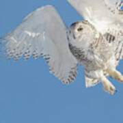 Snowy Owl Liftoff Poster