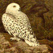 Snowy Owl Poster