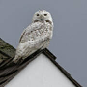 Snowy Owl On The Roof Poster