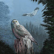 Snowy Owl Resting Poster