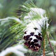 Snowy Pine Cone Poster