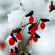 Snowy Red Fruit Poster