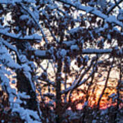 Snowy Tree Sunset Poster