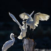 Snowy White Egrets 2 Poster