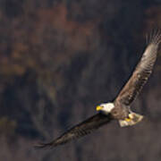 Soaring Poster