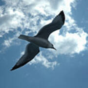 Soaring Gull Poster