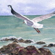 Soaring Gull Poster