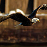 Soaring Poster