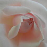 Soft Pink Rose Poster