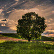 Solitarty Backlit Tree In The Palouse Poster