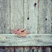 Solitary Leaf On Fence Poster