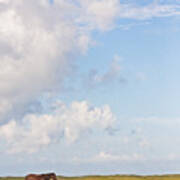 Solitary Wild Horse Poster