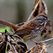 Song Sparrow Poster