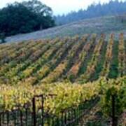 Sonoma County Vineyards Near Healdsburg Poster
