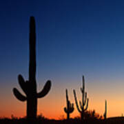 Sonora Desert Sunset Poster