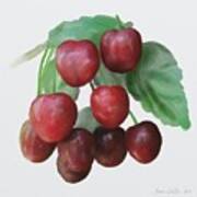 Sour Cherry Poster