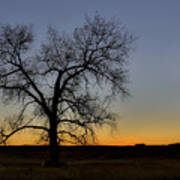 South Dakota Lone Tree Sunset Poster