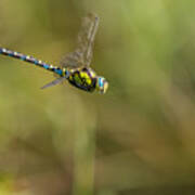 Southern Blue Hawker Male Poster