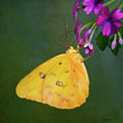 Southern Dogface Butterfly Poster