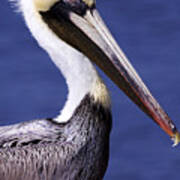 Southport Pelican 2 Poster