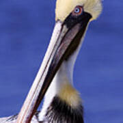 Southport Pelican Poster