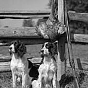Spaniels With Pheasant, C.1940s Poster